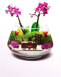Yeni Isinde Basarilar Orkide Teraryum L Teraryumlar Orkideler Teraryum
