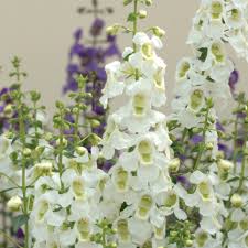 Image result for Angelonia