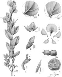 Image result for Zornia setosa