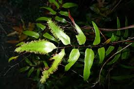 Image result for Lygodiaceae