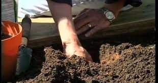 Ed Hume Planting Tomatoes Proper Soil Preparation Is Key To Success Growing Tomatoes Add Lime To The Soil So Your Tomato Growing Tomatoes Tomato Plants Plants