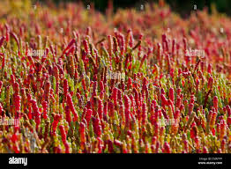 Image result for Halosarcia