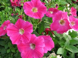 How To Choose The Right Petunia