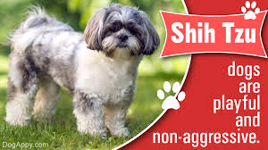 Whether you're a cat person or a dog person, the most important thing is to make sure your furry friend is happy. How Much Do The Beautiful And Cute Shih Tzu Puppies Cost Dogappy