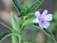 Image result for Barleria lugardii