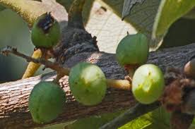 Image result for Lannea discolor