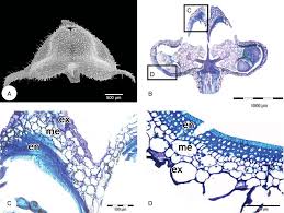 Image result for Mitrasacmopsis quadrivalvis