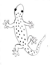 You can use our amazing online tool to color and edit the following leopard gecko coloring pages. Draw A Gecko Step By Step Art Starts