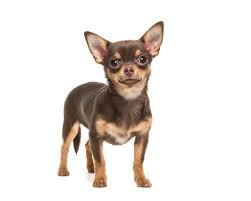 You need to check out above these black dog names from our a to z of dog names. 150 Chihuahua Dog Names Everydayknow Com