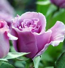 Rose blue moon bare rootbeautiful lilacblue blooms give this popular hybrid tea rose its characteristic name and its pleasant fragrance make it a garden rose not to be missed. Blue Moon Rose Gardenland Usa Improve Your Environment