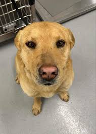 Odessa Animal Control in Odessa, Texas is full