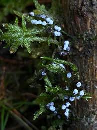 Image result for Melanospermum