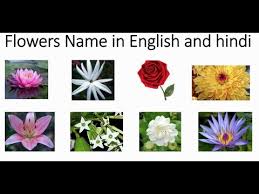 Flowers name (फूल के नाम) is easy to help to learn the name in easy ways. Indian Flowers Name In Hindi And English With Pictures Learning For Kids By Kids Class
