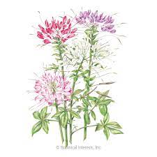 Pin On Flower Portraits Blooms Watercolor Paintings
