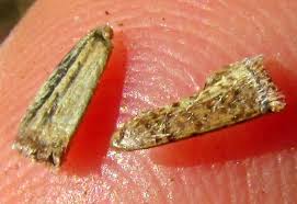 Image result for Tithonia tubaeformis