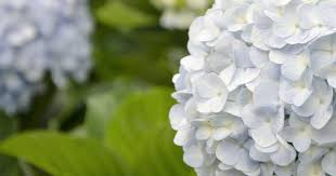 Maybe you would like to learn more about one of these? Hortensien Schneiden Pflegen Liebe Deinen Garten