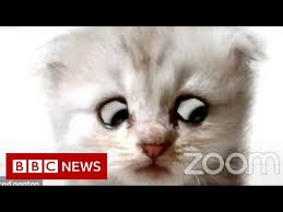 Lawyer shows up in zoom court with face filter on and has to assure judge he's not a cat. Zoom Cat Lawyer I M Not A Cat Video Gallery Know Your Meme
