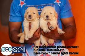 Golden retriever puppies for sale in malaysia 2021. Golden Retriever Puppies For Sales In Chennai 9840187666 Chennai Free Classifieds