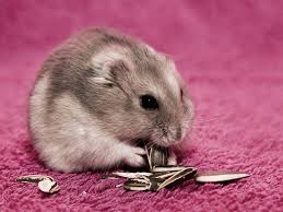 The winter white russian dwarf hamster (phodopus sungorus), also known as the siberian hamster, siberian dwarf hamster or djungarian hamster, is one of three species of hamster in the genus phodopus.adult winter white russian dwarf hamster. Hamster Lifespan Tips For Longer Years Of Companionship