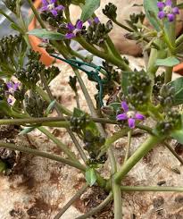 Image result for Raphionacme hirsuta