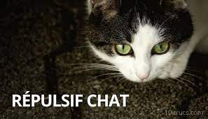 repulsif chat pour vite eloigner tous les chats eloigner les chats chat anti chat