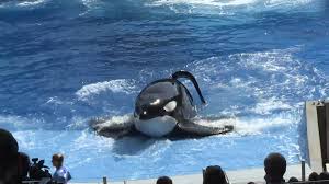 Best 52 Seaworld San Antonio Wallpaper On Hipwallpaper San Francisco Wallpaper San Jose Sharks Wallpaper And Urban San Francisco Wallpapers