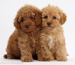 Two Cute Red Toy Poodle Puppies White Background Toy Toy Poodle Puppies Poodle Puppy White Poodle Puppy