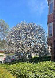 Image result for Amelanchier laevis