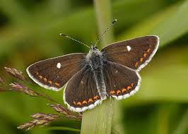 Image result for Bertiera angusiana