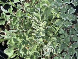 Image result for Centaurea praecox