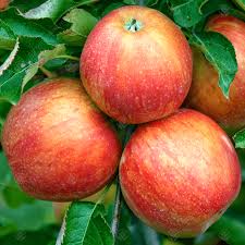 Jonagold is another success story from the new york state agricultural experiment station in geneva. Malus Domestica Jonagold Cooking Apple Tree Fruit Tree 4 5ft