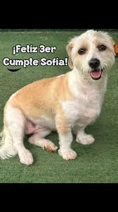 Hoy, hace 3 años, llegué a la Kasita Kontenta para buscar a la chiquita de  4 patas que me robaría el corazón. Tenía como 1 mes, así que como no  sabemos el día que nació, yo le celebro el día en que ...