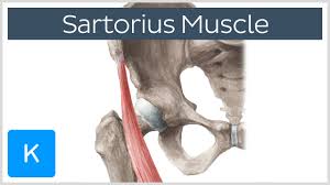 Both of these types of structure may. Sartorius Physiopedia
