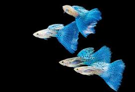 About Us Aquarium Fish Advisor Pet Fish Aquarium Fish Freshwater Aquarium Fish