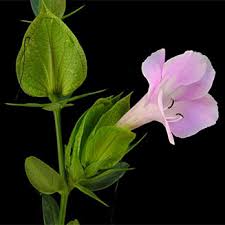 Image result for Barleria holubii