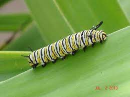 This change was the first use of a color other than black, white, or yellow since 1931. White Yellow Black Striped Caterpillar Danaus Plexippus Yellow Black Yellow White Black Stripes