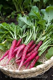 Pin By Jd Q On Carrots In Colors Vegetables Edible Garden Colonial Garden