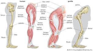 The knee joint is the largest joint in the body and is primarily a hinge joint, although. Femur Definition Function Diagram Facts Britannica