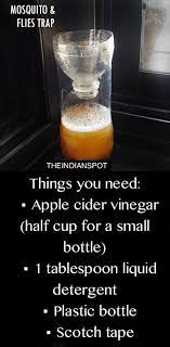 Diy Fruit Flies Trap Diy Fruit Fly Trap Fruit Fly Trap Fruit Flies