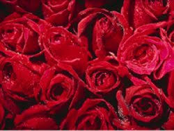 Pressing flowers between boards or sheets of cardboard takes weeks. How To Dry Flowers Using Your Microwave