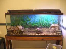This Is A 55 Gallon Tank That I Have Set Up For Amphibians It Has 2 Fire Belly Toads A Mud Skipper A Blue Lob Turtle Tank Fresh Water Fish Tank Water Turtle