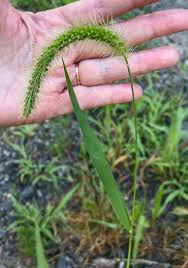 Image result for Setaria pumila