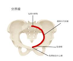 骨盤 分 界線