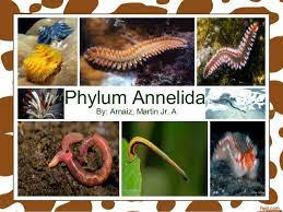 The earthworms, the leeches, and the bristleworms. Phylum Annelida Class Polychaeta Class Oligochaeta Class Hirudinea
