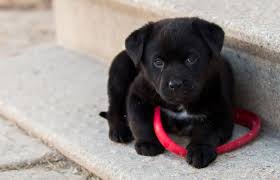 Na stronie znajdziesz równierz zdjęcia i tła. Tapety Na Pulpit Zwierzeta Psy 203 Labrador Retriever Animals Wallpaper