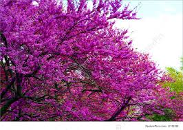 It is a tibouchina, a member of the family melastomataceae. Purple Flowers In A Tree Stock Picture I1743298 At Featurepics