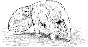 Use this lesson in your classroom, homeschooling curriculum or just as a fun kids activity that you as a parent can do with your child. Realistic Anteater Coloring Pages Coloringbay