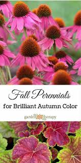 But how do you stay focused on what kind of a template you need and what do you want to get from that template? Grow These Perennials For Brilliant Fall Blooming Flowers Fall Perennials Fall Blooming Flowers Fall Garden Vegetables