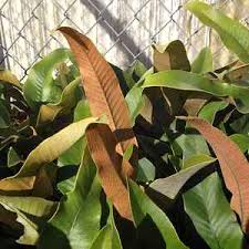 Image result for Pyrrosia