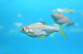 Maybe you would like to learn more about one of these? Java Barb Images Free Vectors Stock Photos Psd